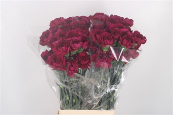 Гвоздика-Dianthus-St Purple Damascus-70cm cdd4b873-55c9-11f1-0a80-0d6a00114809