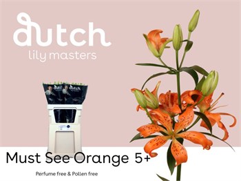 Лилия-Lilium-As Must See Orange 4+-85cm ce067fc3-55c9-11f1-0a80-0d6a00114842