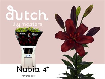 Лилия-Lilium-La Nubia 4+-90cm ce0980e2-55c9-11f1-0a80-0d6a00114848