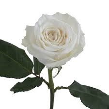 Роза-Rosa-Playa Blanca-50cm-QA e9c0bdfd-569e-11f1-0a80-0ca00012ea29