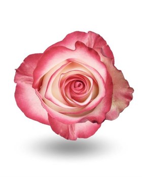 Роза-Rosa-Paloma-50cm-QA e9e3c85d-569e-11f1-0a80-0ca00012ea32