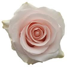 Роза-Rosa-Sweet Beat-50cm-QA e9f174da-569e-11f1-0a80-0ca00012ea35
