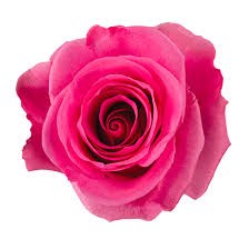 Роза-Rosa-Tabatha-50cm-QA e9f47ca7-569e-11f1-0a80-0ca00012ea38