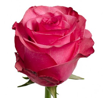 Роза-Rosa-Lola-60cm-TA eaa4a8e4-569e-11f1-0a80-0ca00012ea3b