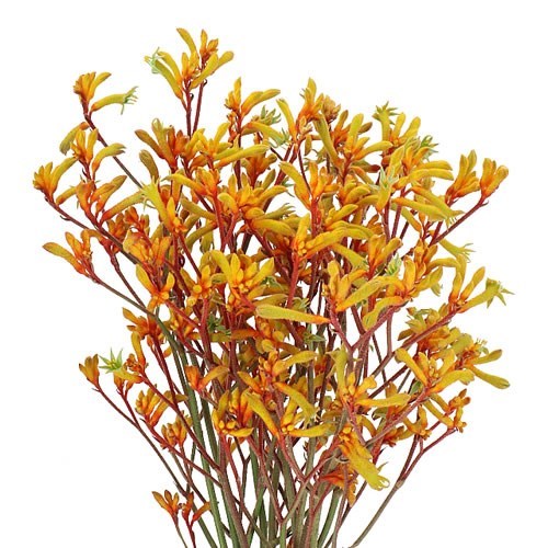 Анигозантус-Kangaroo-Gold Fever-72cm-TB 196943f5-9d69-11f0-0a80-0d170000ebac