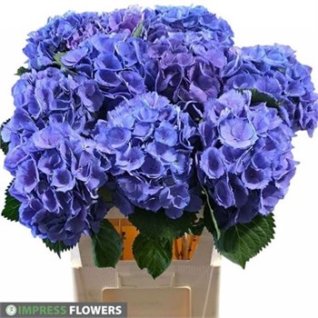 Гортензия-Hydrangea-M Elbtal Bl-80cm 331b0871-343d-11ee-0a80-0dd40017ec28
