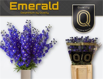 Дельфиниум-Delphinium-Du Delp Emeral-70cm bb1d4ed6-56a5-11f1-0a80-0d6a003d22da