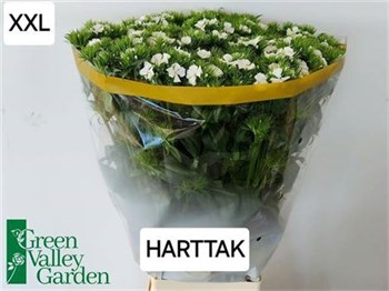 Гвоздика-Dianthus-Barb S Will White-70cm bb28148e-56a5-11f1-0a80-0d6a003d22dd
