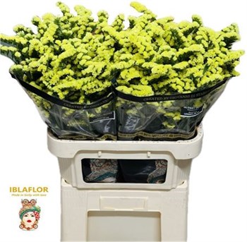 Лимониум-Limonium-S Glossy Wings-80cm-70gr bb3d94ca-56a5-11f1-0a80-0d6a003d22e0
