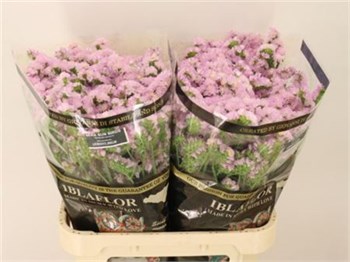 Лимониум-Limonium-S Sera Sun Birds-75cm-65gr bb40a8e7-56a5-11f1-0a80-0d6a003d22e3