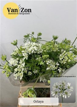Орлайя-Orlaya G White Finch-65cm bb43ad15-56a5-11f1-0a80-0d6a003d22e6
