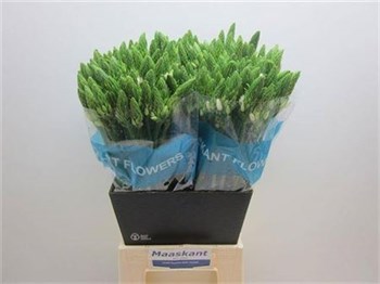 Орнитогалум-Ornithogalum-Mount Fuji-60cm bb46dc61-56a5-11f1-0a80-0d6a003d22e9