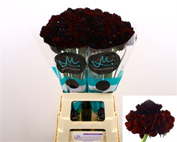 Скабиоза-Scabiosa-At Bb Ma Ch Sco-60cm bb54f6a8-56a5-11f1-0a80-0d6a003d22ef
