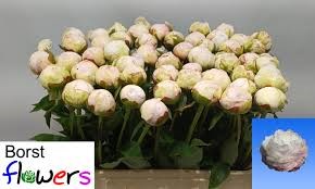 Пион-Paeonia-L Dynasty-55cm bb7c854b-56a5-11f1-0a80-0d6a003d22f2