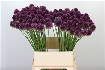 Аллиум-Allium-Sphaerocephal--70cm e72f4122-579c-11f1-0a80-107400258883