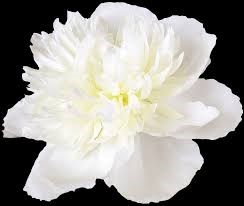 Пион-Peony-Duchesse De Numours-55cm-ST 73367c40-581e-11f1-0a80-0b390017b7d1