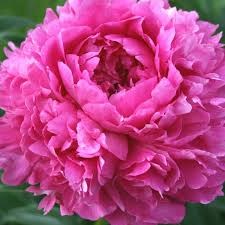 Пион-Peony-Glory Hallelujan-55cm-ST 733bfdc0-581e-11f1-0a80-0b390017b7d4