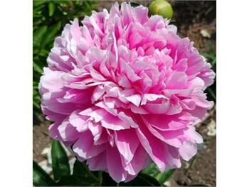 Пион-Peony-Jacorma-55cm-ST 73401731-581e-11f1-0a80-0b390017b7d7