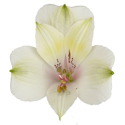 Альстромерия-Alstroemeria-Pearl Bell-62cm-TB 1972b71e-9d69-11f0-0a80-0d170000ebbb