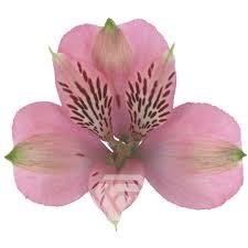 Альстромерия-Alstroemeria-Elegance-62cm-TB 1974b603-9d69-11f0-0a80-0d170000ebbe