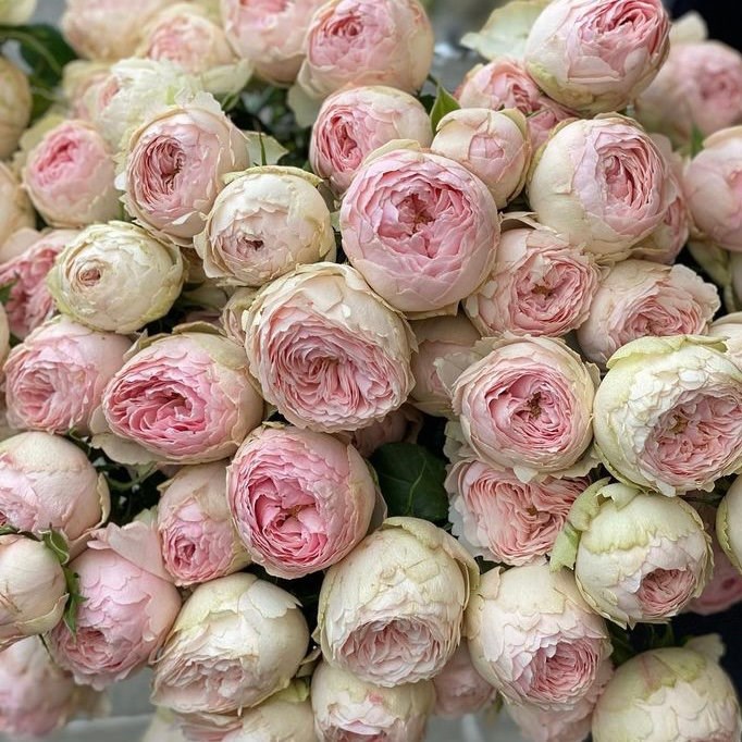 Роза куст-Rosa sp-Mansfield Park-53cm-TB 197a231f-9d69-11f0-0a80-0d170000ebc7