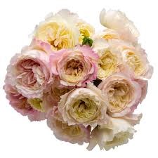 Роза куст-Rosa sp-Tambuzi Pink-53cm-TB 1983556c-9d69-11f0-0a80-0d170000ebd6
