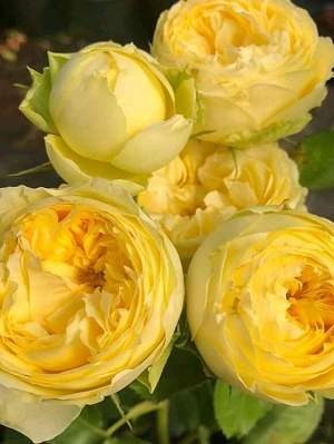 Роза куст-Rosa sp-Lemon pompom-53cm-TB 19852fd1-9d69-11f0-0a80-0d170000ebd9