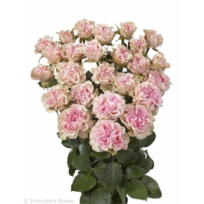 Роза куст-Rosa sp-Candy Flow-50cm--Ge 1985d593-ca1c-11ed-0a80-08cb0007c14d