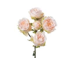 Роза куст-Rosa sp-Tender Blossom-53cm-TB 19890ce1-9d69-11f0-0a80-0d170000ebdf