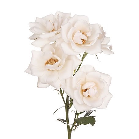 Роза куст-Rosa sp-White Majolika-53cm-TB 1996cfc0-9d69-11f0-0a80-0d170000ebf4