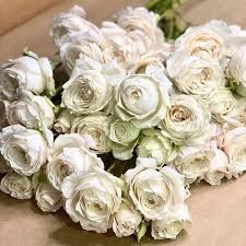Роза куст-Rosa sp-Fairy Kiss White-53cm-TB 1998f539-9d69-11f0-0a80-0d170000ebf7