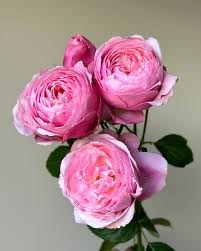 Роза куст-Rosa sp-Silver Pink-53cm-TB 199b30c5-9d69-11f0-0a80-0d170000ebfa