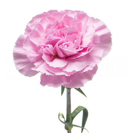 Гвоздика-Carnation-Clear Water-70cm-Si 199f779e-fd5a-11ee-0a80-132b00230ce2
