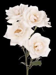 Роза куст-Rosa sp-Alina Perfumella White-53cm-TB 19ad4c7a-9d69-11f0-0a80-0d170000ec12