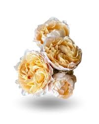 Роза куст-Rosa sp-Julietta Honey-53cm-TB 19b78611-9d69-11f0-0a80-0d170000ec1e