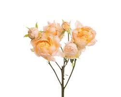 Роза куст-Rosa sp-Princess Aiko-53cm-TB 19bd9578-9d69-11f0-0a80-0d170000ec27