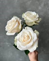 Роза-Rosa-Giulianna-40cm-CN 19cf4d0d-8c87-11ef-0a80-149400142b02