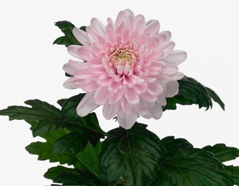 Хризантема одн-Chrysant Gr-Rossano-70cm-80gr 19ed95a3-bfa6-11ec-0a80-0b4c00087ed9