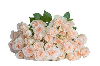Роза куст-Rosa sp-Sancerre-60cm-RS 11f43671-58e8-11f1-0a80-0b3900237b2b
