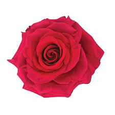 Роза-Rosa-Exotix Berry-60cm-JR 9da70fe8-5813-11f1-0a80-0d6a006098dc