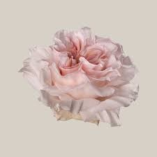 Роза-Rosa-Powder Puff-60cm-JR 9dbc976b-5813-11f1-0a80-0d6a006098ee