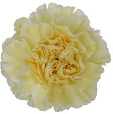 Гвоздика SE-Dianthus SE-Polimnia-FC 96503f35-5abc-11f1-0a80-108f00347580