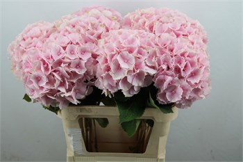 Гортензия-Hydrangea-M Ch Verena-80cm 420e202b-2968-11ef-0a80-119b00206e1d