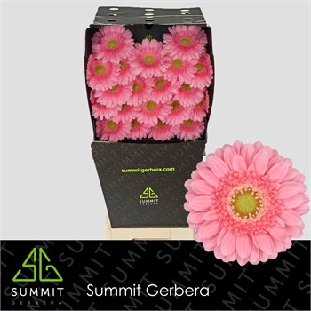 Гербера-Gerbera-Mi Juna Diamond-50cm 6522cdad-5b53-11f1-0a80-0cb600018138