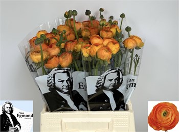 Ранункулус-Ranunculus-El Orange-45cm-40gr 6547141d-5b53-11f1-0a80-0cb60001813e