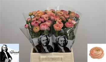 Ранункулус-Ranunculus-Su Tuareg-45cm-47gr 654ad99e-5b53-11f1-0a80-0cb600018141