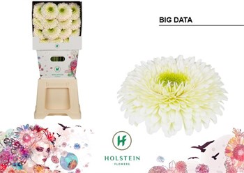 Гербера-Gerbera-Gb Gerponi Big Data Diamond X45-50cm 658f1b36-5b53-11f1-0a80-0cb60001814a