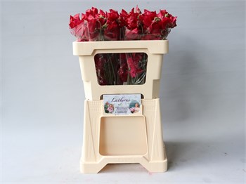 Латирус-Lathyrus-Parfum Dp Red-50cm 65a560da-5b53-11f1-0a80-0cb600018153