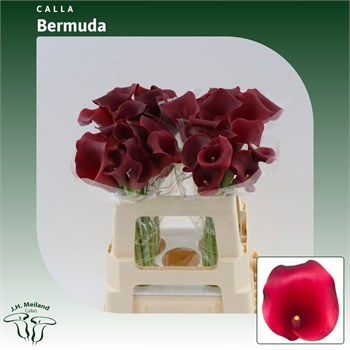 Калла-Zantedechia-Capt Bermuda-55cm 65a8df19-5b53-11f1-0a80-0cb600018156