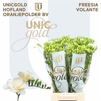 Фрезия-Freesia-Du Volante-52cm-23gr 65eb3013-5b53-11f1-0a80-0cb60001815f